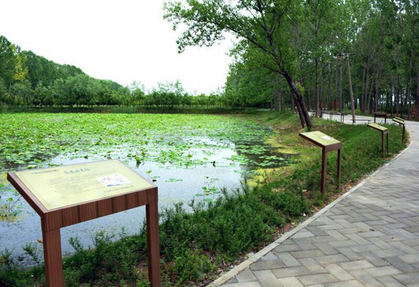漯河莲花镇：凝聚乡贤力量助力乡村振兴发展